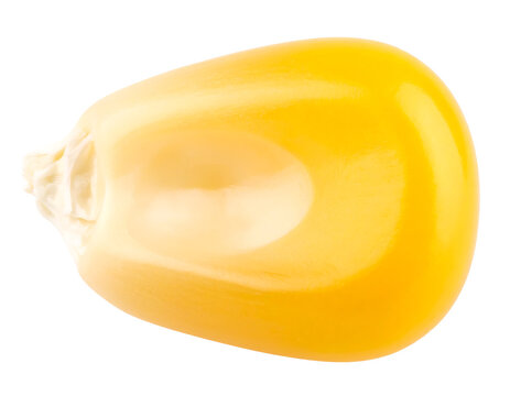 Isolated Macro Shot of a Single Corn Kernel