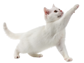 White american shorthair cat stretching on hind leg reaching upward playful pose calm expression