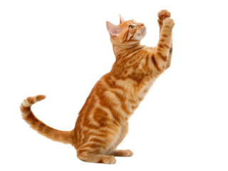 Playful american shorthair cat reaching up with paw in studio portrait warm orange tabby fur lively pose curious alert gaze
