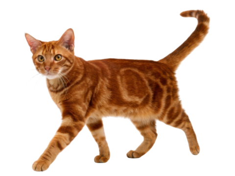 American shorthair cat walking with alert gaze in warm orange coat subtle swirl pattern cozy domestic pet portrait full body