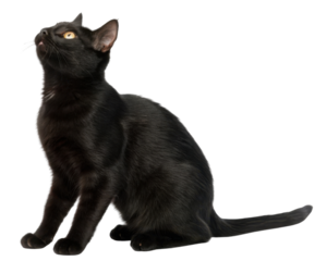 Sleek american shorthair cat sitting and gazing upward with curious yellow eye soft black fur and calm expressive pose