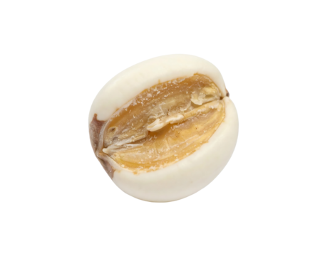 High-Resolution Image of Job's Tears Grain Isolated - Powered by Adobe