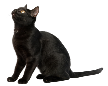 Sleek american shorthair cat sitting and gazing upward with curious yellow eye soft black fur and calm expressive pose