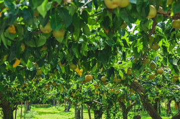 果樹園の梨　山形村