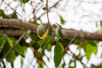 Green Tropical Bird Feeding on Fruit in Panama Rainforest
