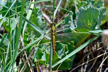 Großer Blaupfeil - Weibchen // Black-tailed skimmer - female (Orthetrum cancellatum)