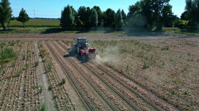 Stunning view of a tractor pulling a harvesting or loading implement, in an onion field