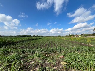 Wide agricultural field with rows of crops growing under a bright blue sky and scattered white clouds on a sunny day.