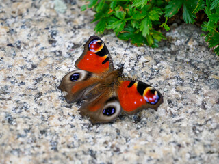 岩の上にとまる鮮やかなクジャクチョウの蝶