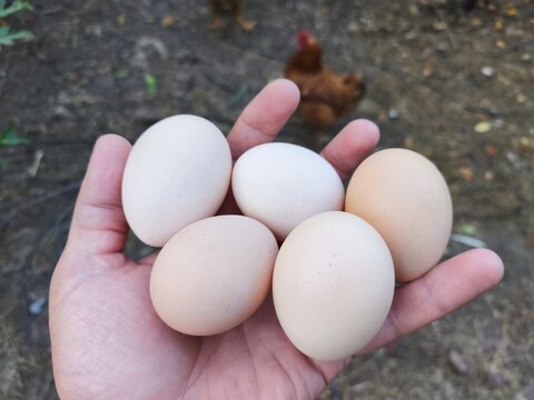 A person holding a bunch of eggs in their hand