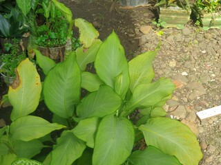 Green leaves 