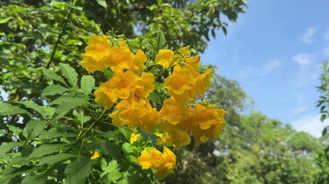 The bright yellow colour of the tecoma stans flower blooms in the garden 