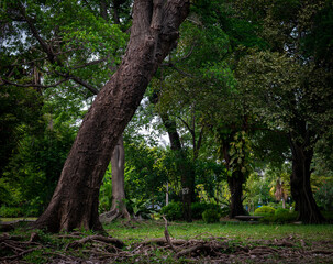 Obraz premium Large mature tree providing shade in peaceful shady garden - beautiful natural canopy shelter in lush green park for relaxation and outdoor comfort