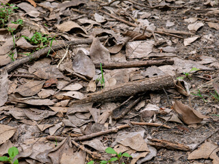 Tree base with exposed roots and fallen dry leaves on forest ground.