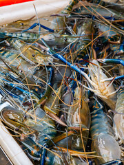 Fresh River Shrimp Display on Market Stall at Local Marketplace.