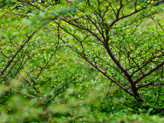 Obraz premium Closeup Green Leaves and Branches Fresh Foliage Natural Plant Texture Vibrant Background for Design and Decoration.