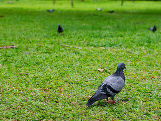Beautiful dove or pigeon standing on lush green grass lawn in public park - peaceful urban wildlife bird in natural outdoor garden setting.