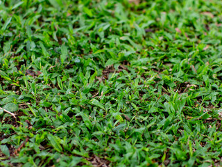 Beautiful lush green grass lawn texture background - perfect Malaysian grass field for nature backdrop and landscape design concepts.