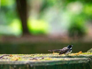Malaysian Pied Fantail (Rhipidura javanica) with black chest stripe in beautiful lush green garden - elegant native songbird wildlife in tropical Southeast Asian park.