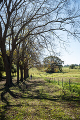 Obraz premium Farmers walking along tree-lined path on sunny australian farm