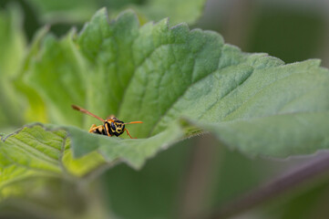 wasp looking at the camera sitting on a green leaf