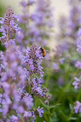 Bee on Purple Salvia Flower in Soft Light