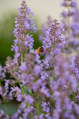 Bee on Purple Salvia Flower in Soft Light