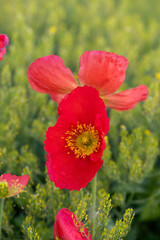 Red poppy flower blooming in green field