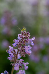 Baby Grasshopper on Purple Salvia Flowers