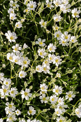 Tiny White Flowers in Garden Sunlight