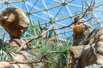 Ornamental cactus in a rock garden