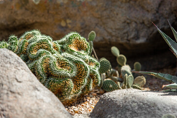 Mammillaria pilcayensis cristata in a rock garden