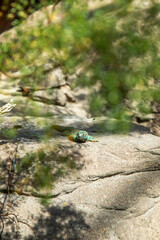 Uromastyx ornata sunning on a rock