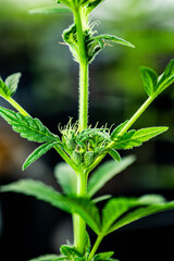 Massive Indoor CANNABIS grow Facility
