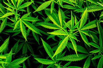 Massive Indoor CANNABIS grow Facility