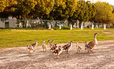 EGYPTION GEESE FAMILY AND THEIR 12 CHICKS