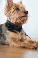 Yorkshire Terrier Dog Wearing Black Bow Tie Indoors