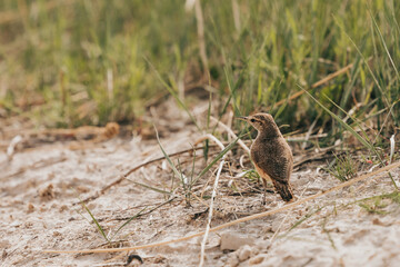 Small bird stands on path next to grass at Badlands National Park