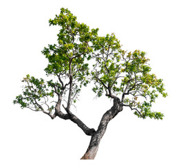 Green tree isolated on transparent background with clipping path and alpha channel