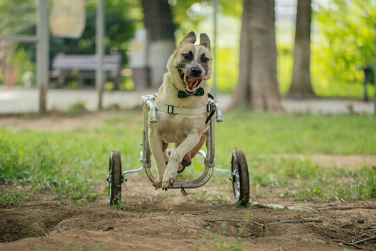 Happy dog in a special wheelchair running and having fun in the park. 