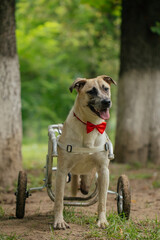 Happy dog in a special wheelchair running and having fun in the park. 