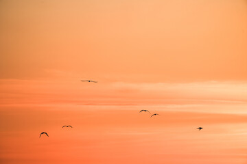 Sunset on the Atlantic coast. A pastel-colored sky and black silhouettes of coastal birds.
