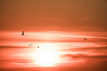 Sunset on the Atlantic coast. A orange colored sky and black silhouettes of coastal birds.
