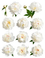 White Peonies Overhead Shots, Studio Setting
