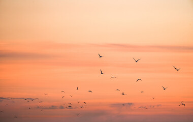 Sunset on the Atlantic coast. A pastel-colored sky and black silhouettes of coastal birds.
