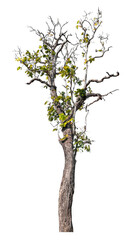 Obraz premium Tree isolated on transparent background with clipping path and alpha channel