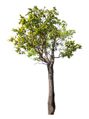 Tree isolated on transparent background with clipping path and alpha channel