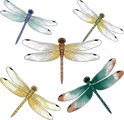 Artistic Illustration Featuring Five Colorful Dragonflies With Intricate Wing Details on a White Background