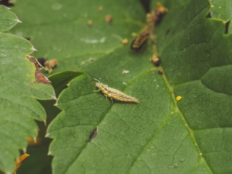 A lacewing larva (AKA Aphid Lion) on a leaf (Chrysoperla carnea)