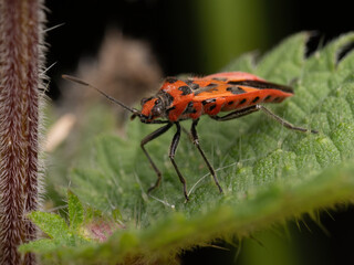 A Cinnamon Bug on a Nettle leaf (Corizus hyoscyami)